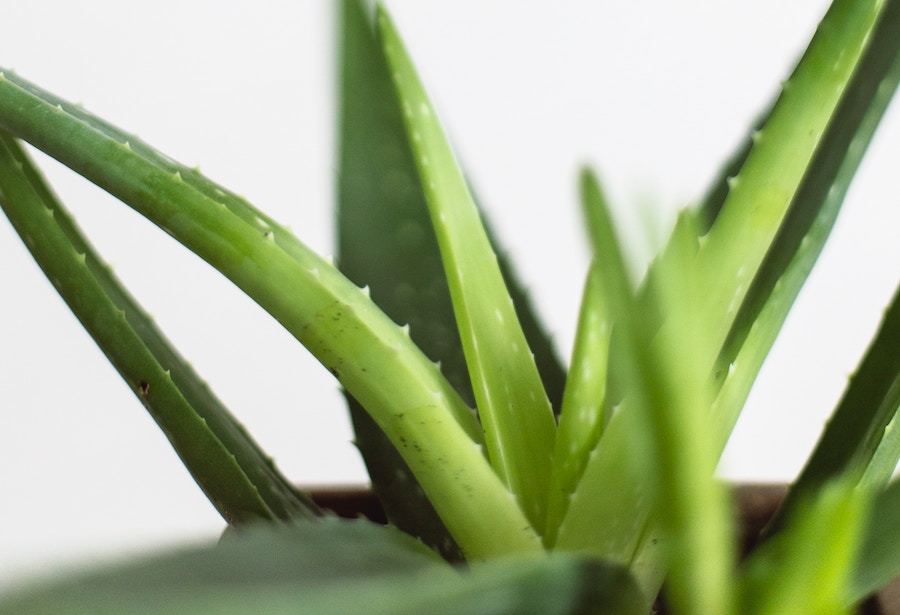 aloe vera for hirsutism