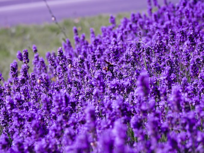 Does Lavender Oil Help with Hirsutism Symptoms? | myHIRSUTISM.com