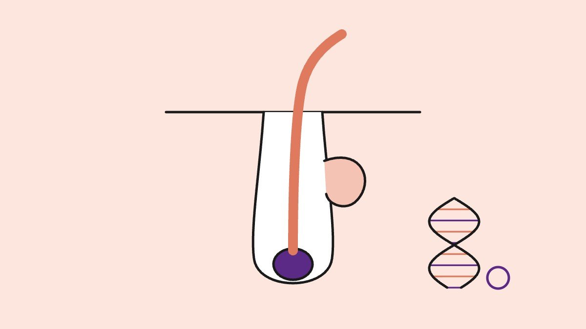 Illustration for: How to Stop Hair Growth on Stomach and Chest